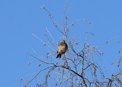 Gråtrost (Turdus pilaris)