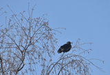 Kaie (Corvus monedula)