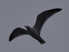 Gråmåke (Larus argentatus)