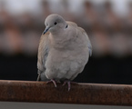 Tyrkerdue (Streptopelia decaocto)