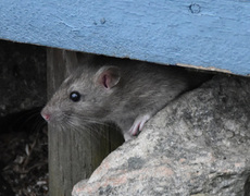 Brunrotte (Rattus norvegicus)