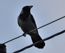 Kråke (Corvus cornix)