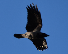 Kråke (Corvus cornix)