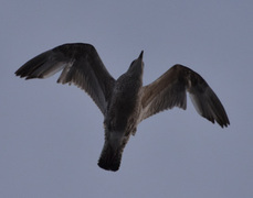 Gråmåke (Larus argentatus)