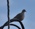 Tyrkerdue (Streptopelia decaocto)