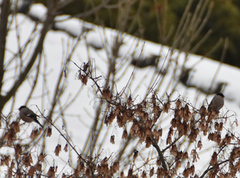 Bokfink (Fringilla coelebs)