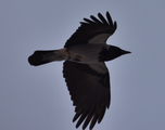 Kråke (Corvus cornix)