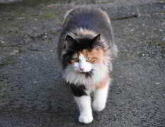 Katt (Felis catus)