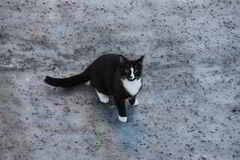 Katt (Felis catus)