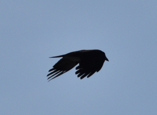 Kråke (Corvus cornix)