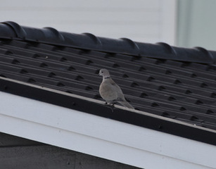 Tyrkerdue (Streptopelia decaocto)