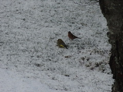 Bokfink (Fringilla coelebs)