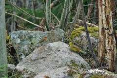 Rødstrupe (Erithacus rubecula)