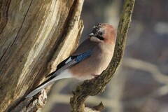 Nøtteskrike (Garrulus glandarius)