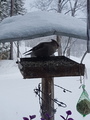 Sidensvans (Bombycilla garrulus)