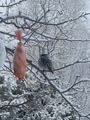 Sidensvans (Bombycilla garrulus)