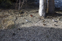 Linerle (Motacilla alba)