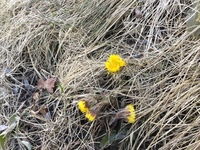 Hestehov (Tussilago farfara)