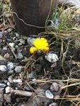 Hestehov (Tussilago farfara)