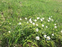 Hvitveis (Anemone nemorosa)