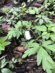 Hvitveis (Anemone nemorosa)