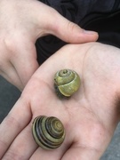 Hagesnegl (Cepaea hortensis)