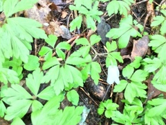 Hvitveis (Anemone nemorosa)