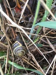 Hagesnegl (Cepaea hortensis)