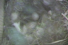 Blåmeis (Cyanistes caeruleus)