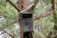 Svarthvit fluesnapper (Ficedula hypoleuca)