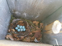 Svarthvit fluesnapper (Ficedula hypoleuca)