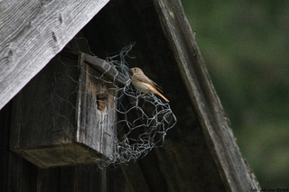 Rødstjert (Phoenicurus phoenicurus)