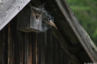 Rødstjert (Phoenicurus phoenicurus)