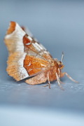 Praktmånemåler (Selenia tetralunaria)