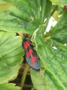 Seksflekket bloddråpesvermer (Zygaena filipendulae)