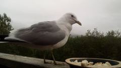 Fiskemåke (Larus canus)