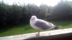 Fiskemåke (Larus canus)