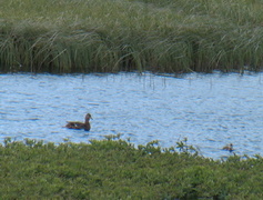 Stokkand (Anas platyrhynchos)