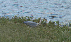 Gråhegre (Ardea cinerea)