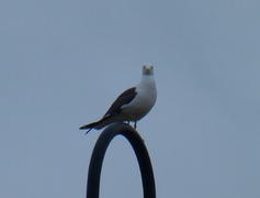 Svartbak (Larus marinus)