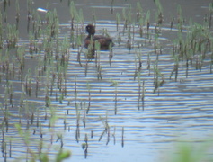 Toppand (Aythya fuligula)