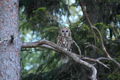 Kattugle (Strix aluco)