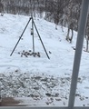 Sidensvans (Bombycilla garrulus)