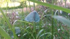 Løvskogmåler (Campaea margaritaria)