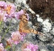 Tistelsommerfugl (Vanessa cardui)