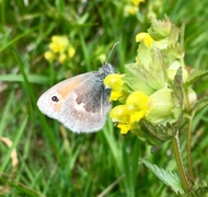 Engringvinge (Coenonympha pamphilus)