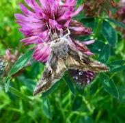 Gammafly (Autographa gamma)