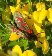 Bloddråpesvermere (Zygaenidae)