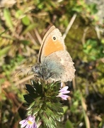 Engringvinge (Coenonympha pamphilus)