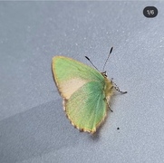 Grønnstjertvinge (Callophrys rubi)